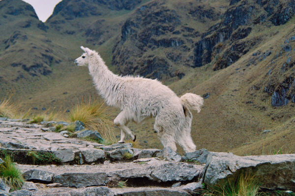 tour-camino-inca-4-dias-3-noches-llamas-en-la-ruta